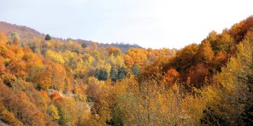 Selüloz ve kâğıt sektörü, 2022’de rekor seviyedeki enerji fiyatları ve ekonomik yavaşlamadan tahminlerin ötesinde etkilendi